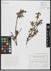 Foto von Salix hastata L.